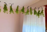 How to Harvest and Dry Oregano and Thyme for Strong Flavor