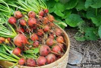6 Essential Tips to Survive Home Canning Season