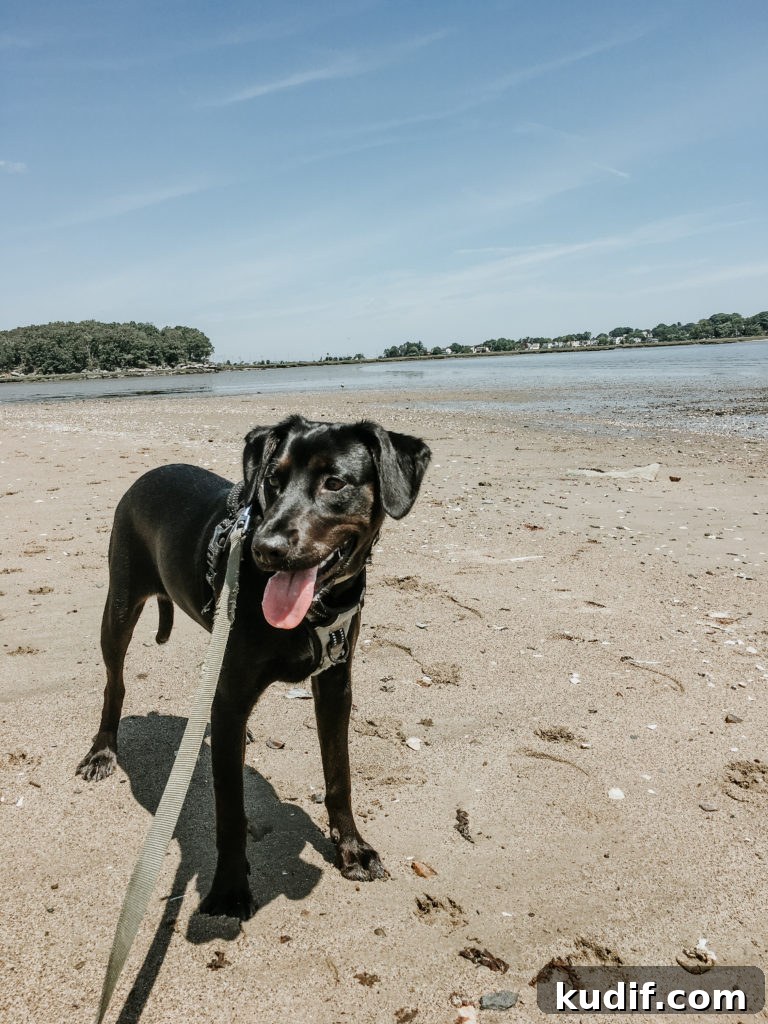 Peanut’s Summer Adventure: A Fun-Filled Kid’s Story 12 Peanut the Dog's Favorite Things this Summer