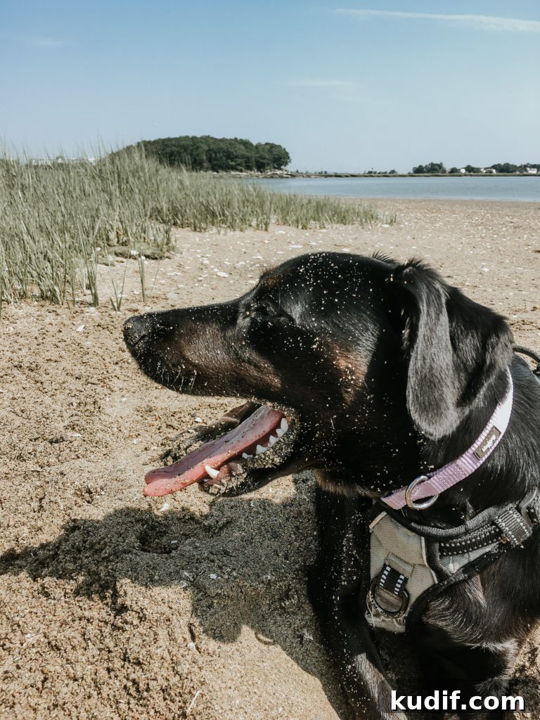 Peanut’s Summer Adventure: A Fun-Filled Kid’s Story 13 Peanut the Dog's Favorite Things this Summer