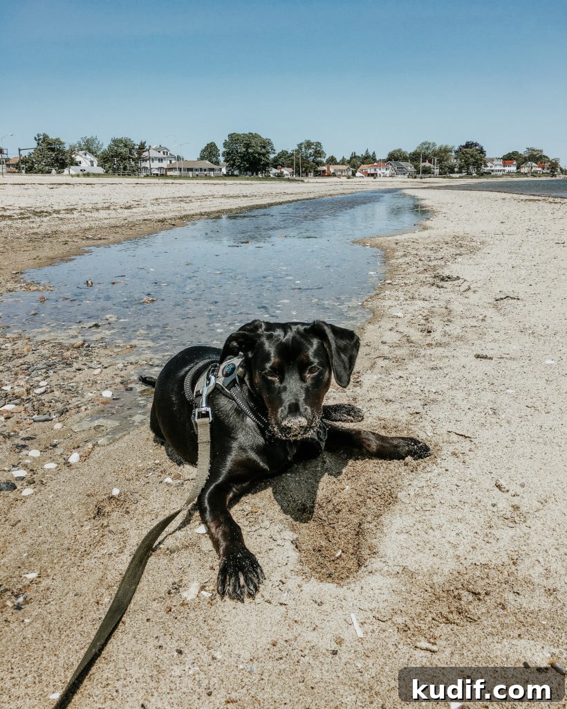 Peanut’s Summer Adventure: A Fun-Filled Kid’s Story 7 Peanut the Dog's Favorite Things this Summer