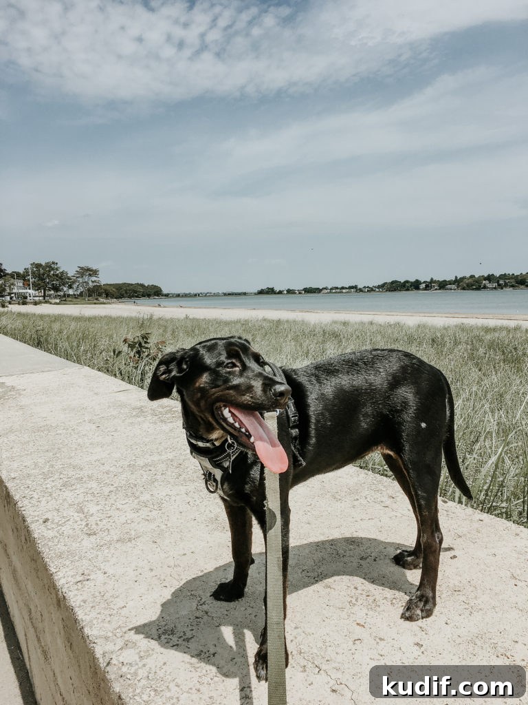 Peanut’s Summer Adventure: A Fun-Filled Kid’s Story 8 Peanut the Dog's Favorite Things this Summer