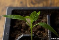 Seedling Progress: When to Transplant and Care Tips