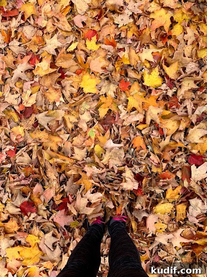 leaf-peeping in New England