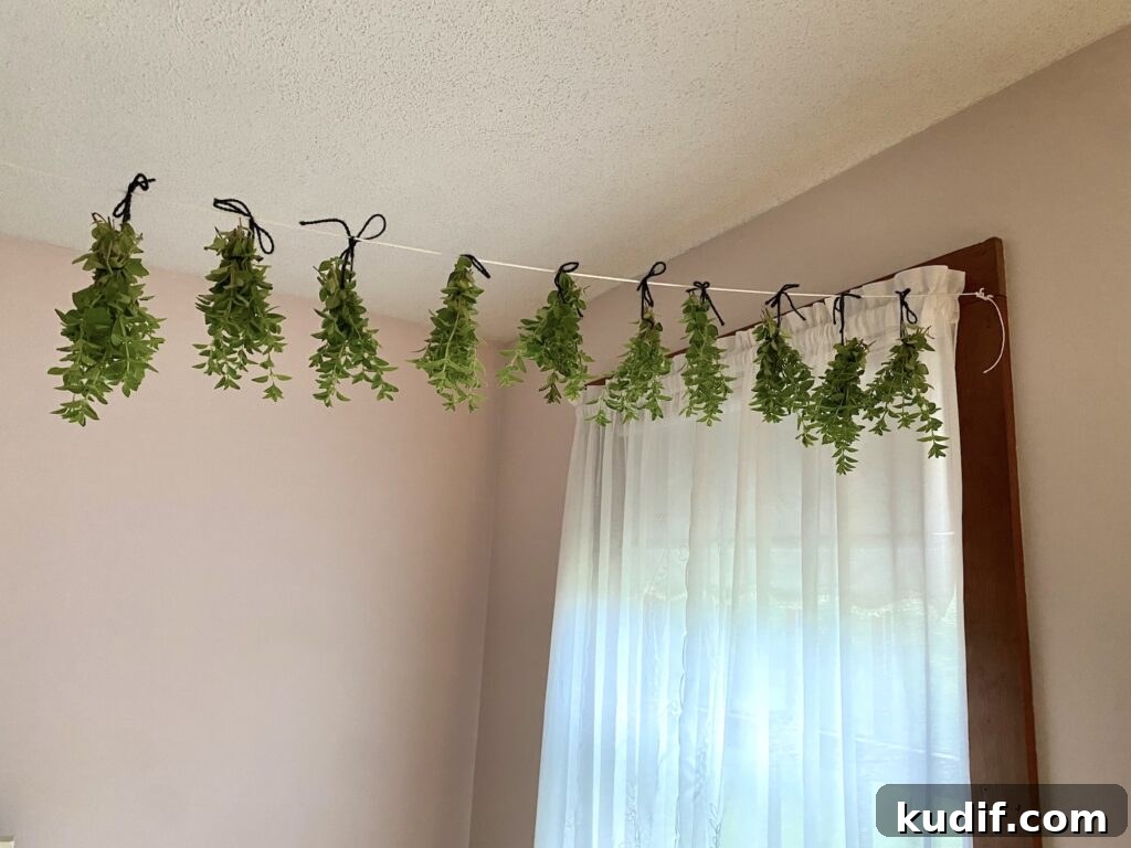 How to Harvest and Dry Oregano and Thyme for Strong Flavor 2 Bundles of oregano drying on a line