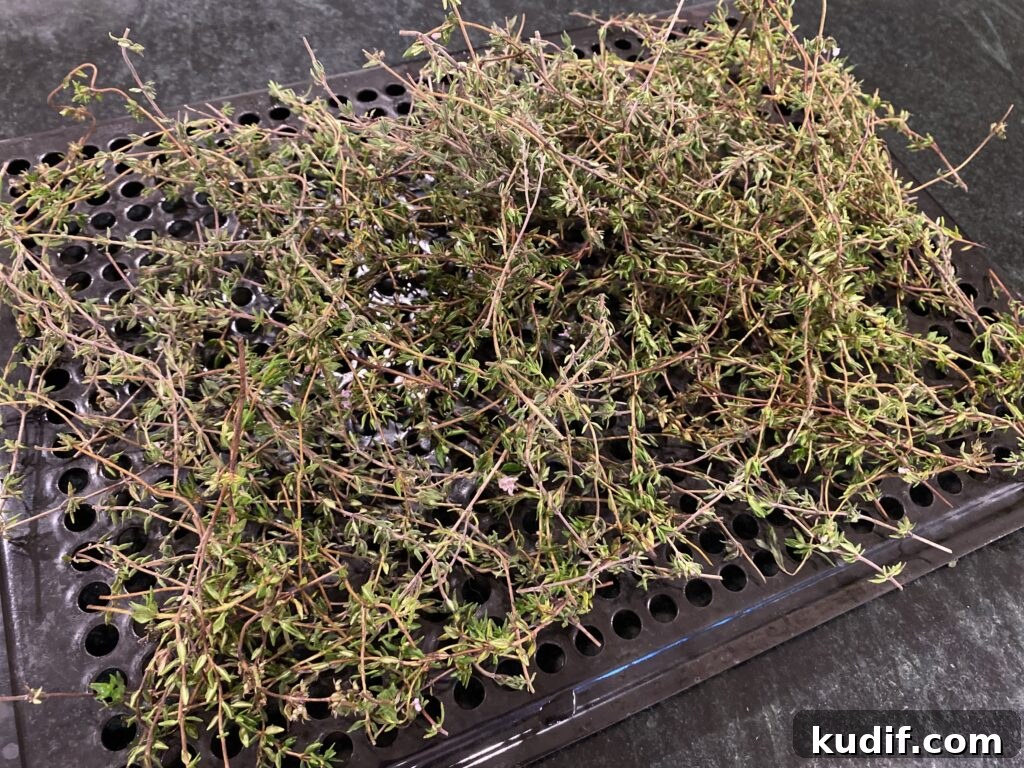 How to Harvest and Dry Oregano and Thyme for Strong Flavor 3 Thyme laid out to dry on a perforated pan