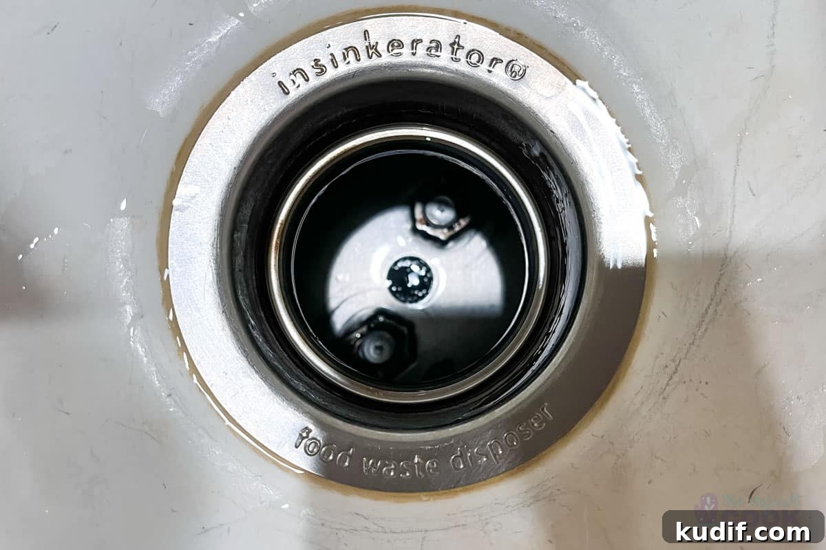 Can You Put Citrus Peels Down the Garbage Disposal? 5 A garbage disposal after cleaning with the splash guard removed to see better.