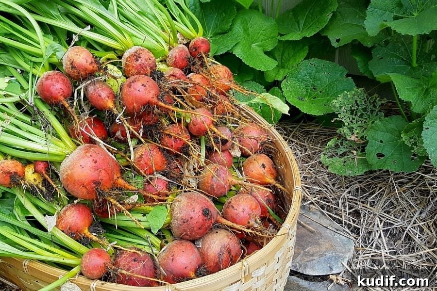 6 Essential Tips to Survive Home Canning Season 2 A basket of fresh yellow beets