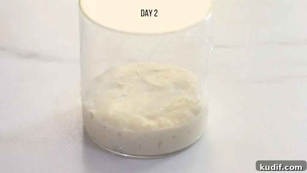 How to Make a Sourdough Starter: Step-by-Step Guide for Beginners 6 easy sourdough starter