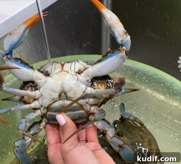 Spicy Korean Yangnyeom Gejang: Marinated Raw Crab Recipe 5 washing crab
