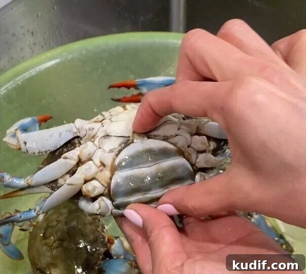 Spicy Korean Yangnyeom Gejang: Marinated Raw Crab Recipe 6 remove crab apron